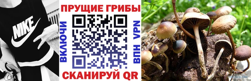 Купить где  Бодайбо  Псилоцибиновые грибы GOLDEN TEACHER 